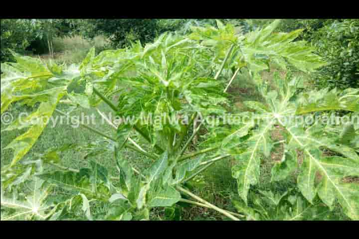 how to control crop virus